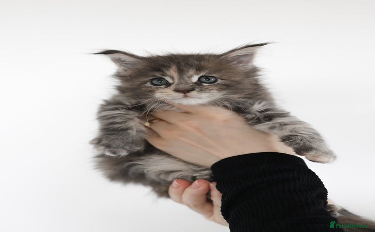 Maine Coon cats - Advert 2