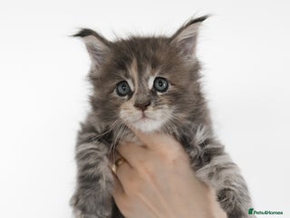 Maine Coon cats - Advert 33