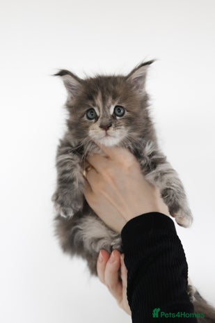 Maine Coon cats - Advert 9