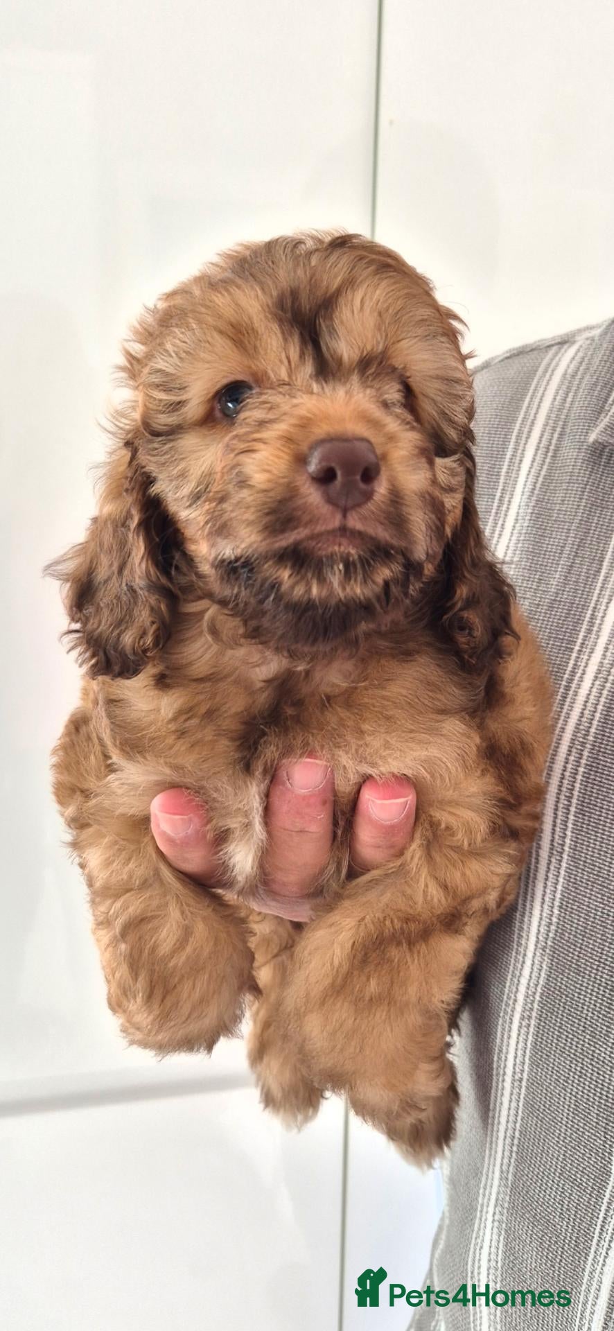 Cockapoo dogs 1 SWEET LITTLE BOY LEFT READY FOR NEW HOME - Advert 1