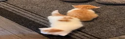 Mixed Breed cats for sale: 2 beautiful male kittens - Advert 4