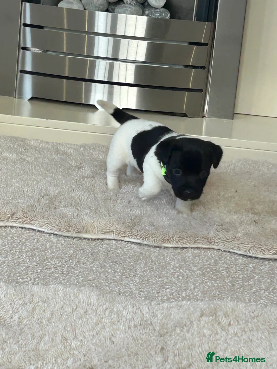 Jack Russell dogs for sale: Jack Russell puppies  - Advert 11