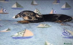 Chiweenie dogs for sale: Chihuahua Cross Puppies   - Image 2