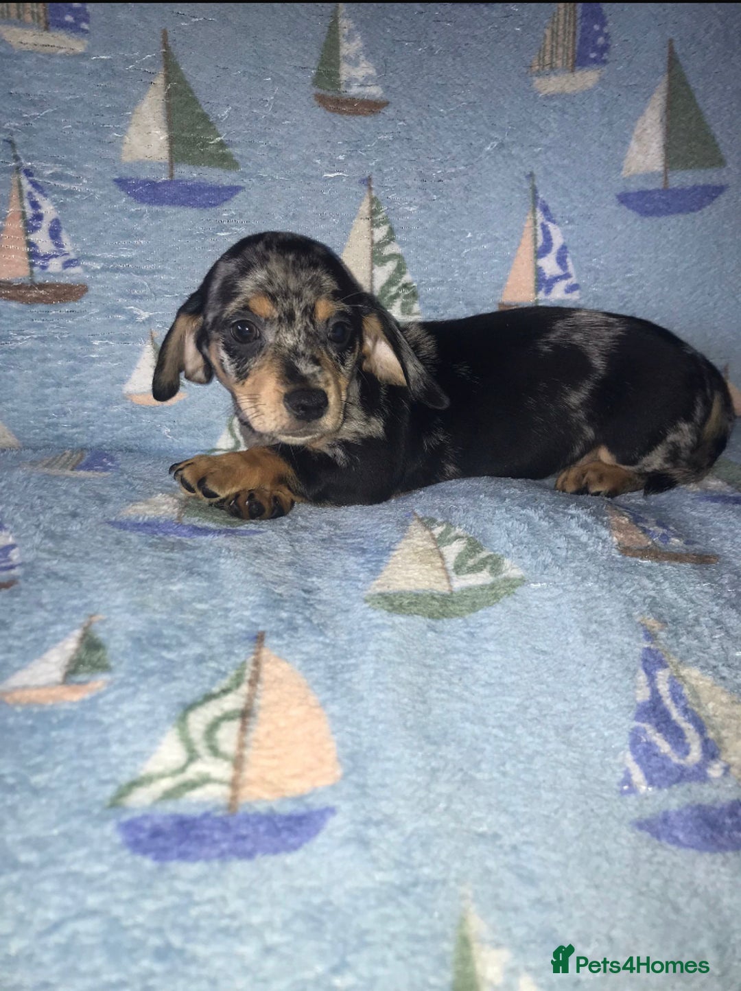 Chiweenie dogs for sale: Chihuahua Cross Puppies   - Image 2