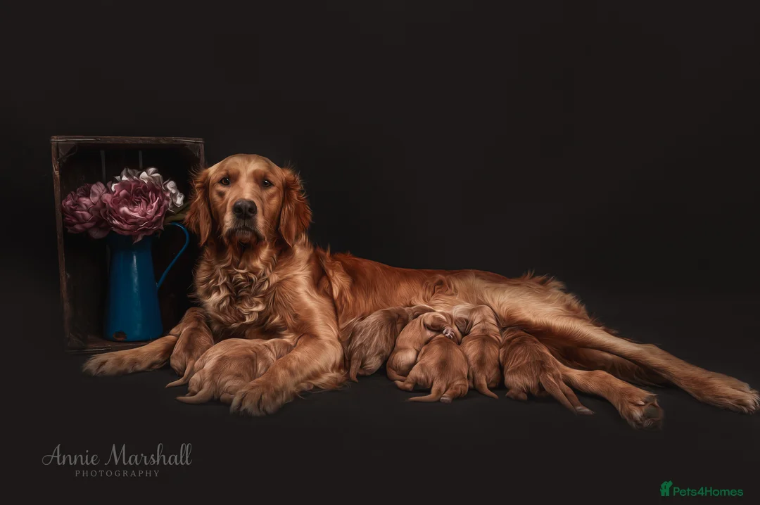 Mini Goldendoodle dogs for sale: F1 Miniature, Health Tested & a Licensed Breeder  - Advert 2