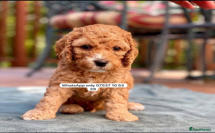 Cockapoo dogs for sale - Advert 1