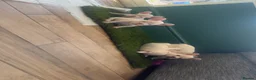 French Bulldog dogs for sale: French bulldog puppies- Ready to leave  in York - Advert 8