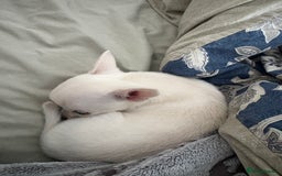 Chihuahua dogs for sale: Chihuahua pup - Image 7