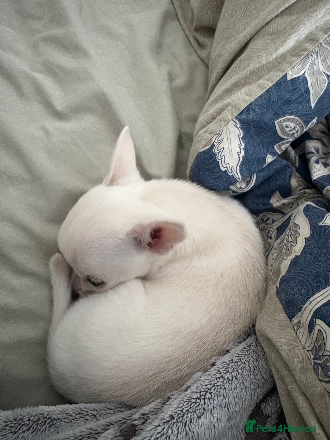 Chihuahua dogs for sale: Chihuahua pup - Image 7