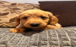 Labradoodle dogs for sale: Stunning miniature Labradoodle  - Image 7