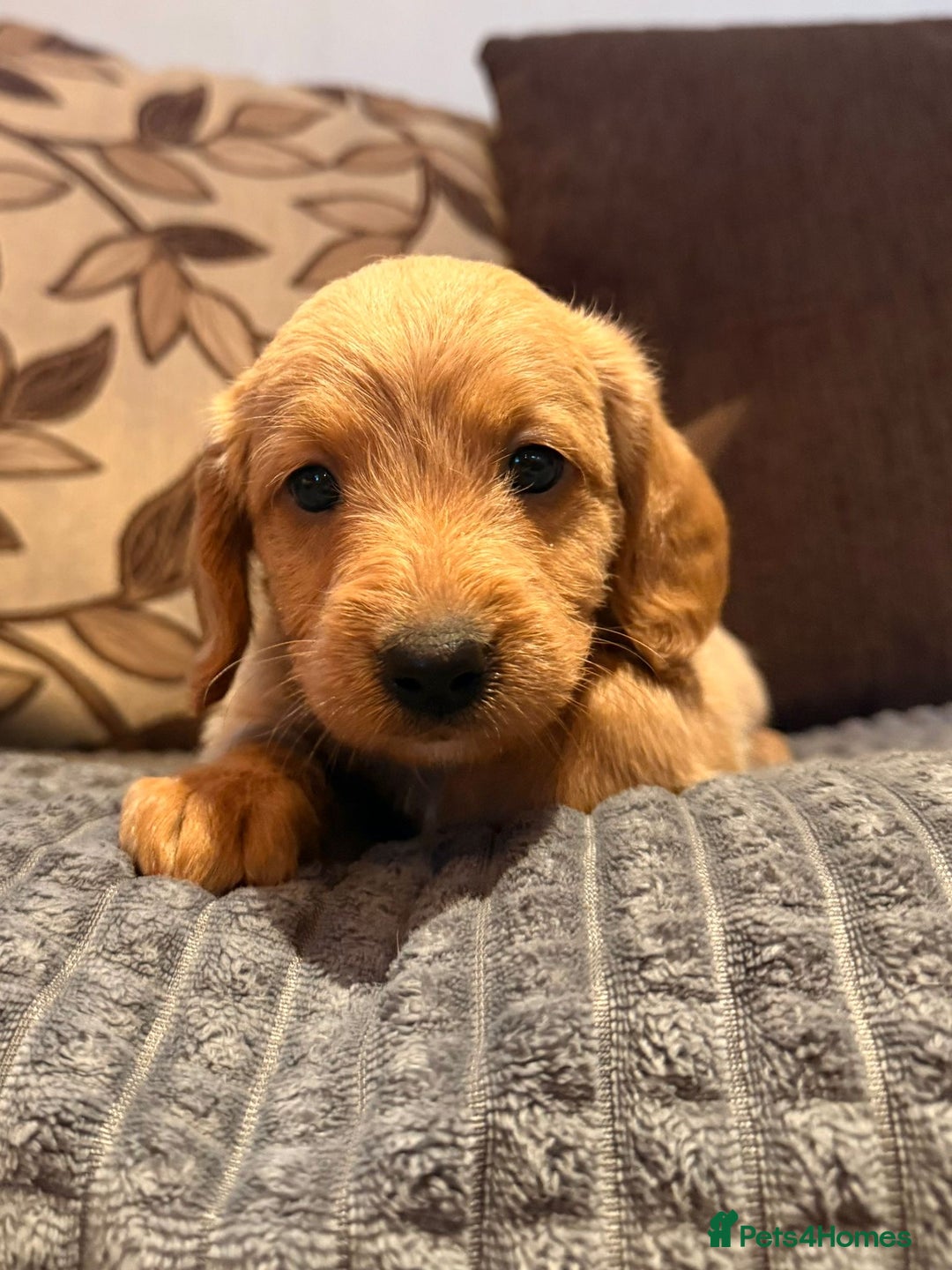 Labradoodle dogs for sale: Stunning miniature Labradoodle  - Image 7