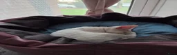 Devon Rex cats for sale: 🐾 Expected Devon Rex Kittens–August 2026 🐾 - Advert 21