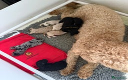 Australian Labradoodle dogs for sale: 5* health tested Australian labradoodles - Image 2