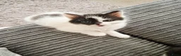 Mixed Breed cats for sale: 5 stunning siamese mixed kittens 😻 - Advert 17