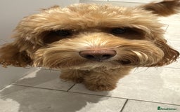 Mixed Breed dogs for sale: F1B mini goldendoodle for sale to good home - Image 9