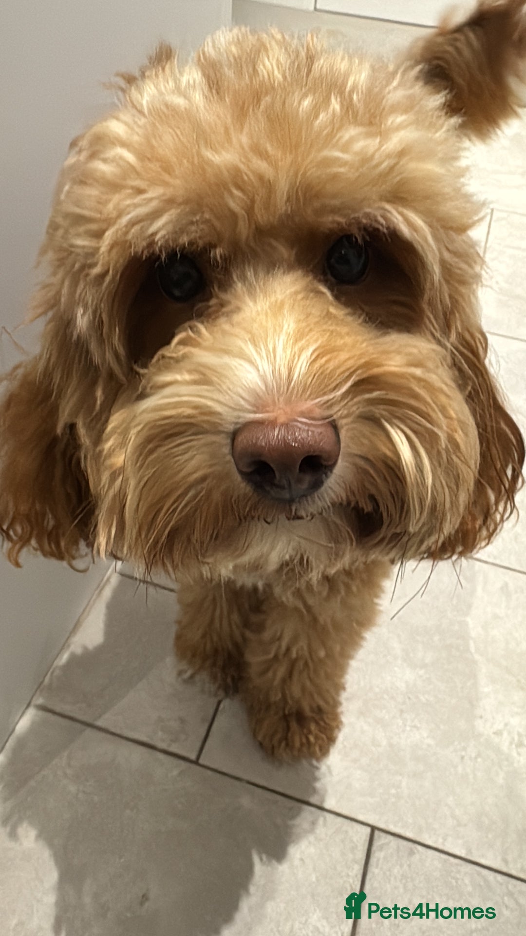 Mixed Breed dogs for sale: F1B mini goldendoodle for sale to good home - Image 9