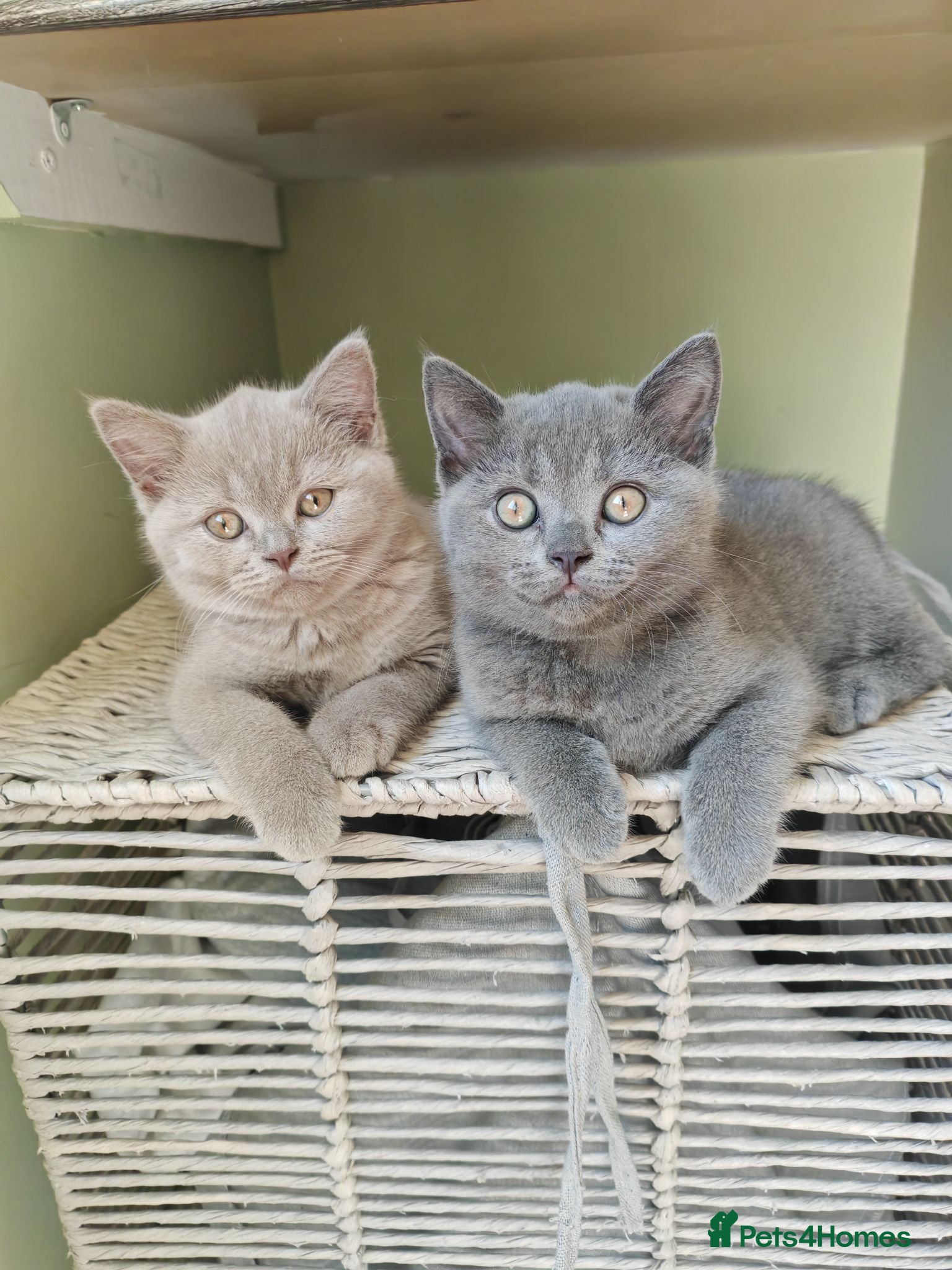 British Shorthair cats Chunky British Shorthair Kittens - Advert 16