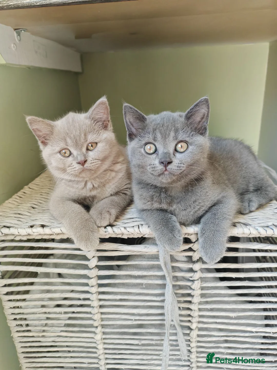 British Shorthair cats for sale: Chunky British Shorthair Kittens - Advert 1