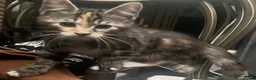 Mixed Breed cats for sale: Maine Coon/Ragdoll cross in Great Missenden - Advert 11