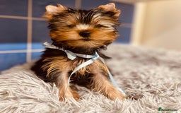 Yorkshire Terrier dogs for sale: Boy Yorkshire Terrier  - Image 4