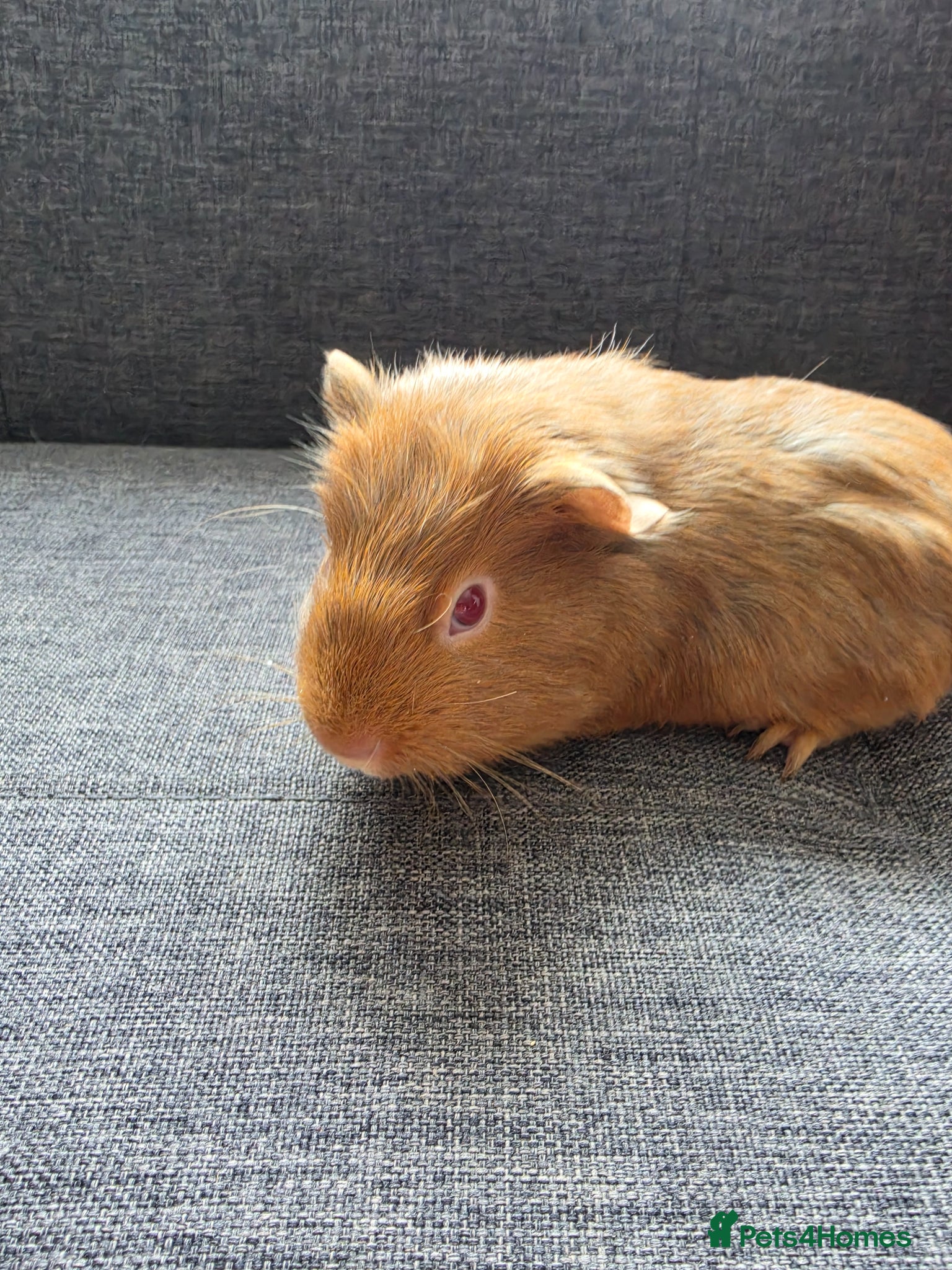 Guinea Pig rodents for sale: Boysx - Advert 2