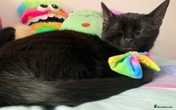 Bombay cats for sale: cats  - Image 7