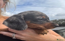 Miniature Dachshund dogs for sale: Beautiful kc registered miniature dachshunds  - Image 22