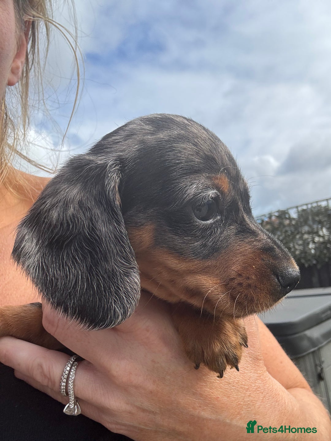 Miniature Dachshund dogs for sale: Beautiful kc registered miniature dachshunds  - Image 22