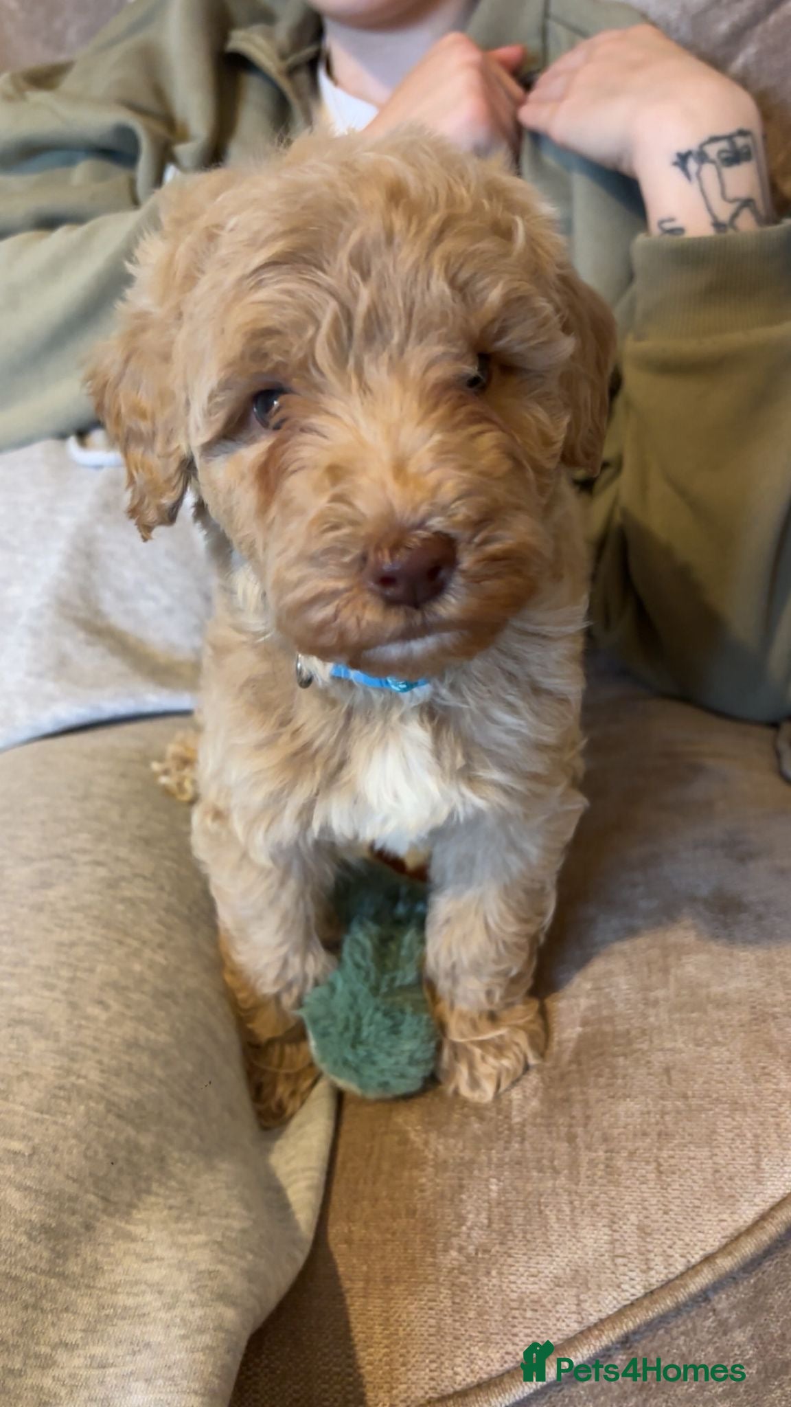 Mixed Breed dogs Exceptional Australian labradoodle /Double Doodles - Advert 9