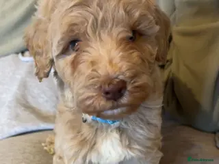 Mixed Breed dogs Exceptional Australian labradoodle /Double Doodles - Advert 9