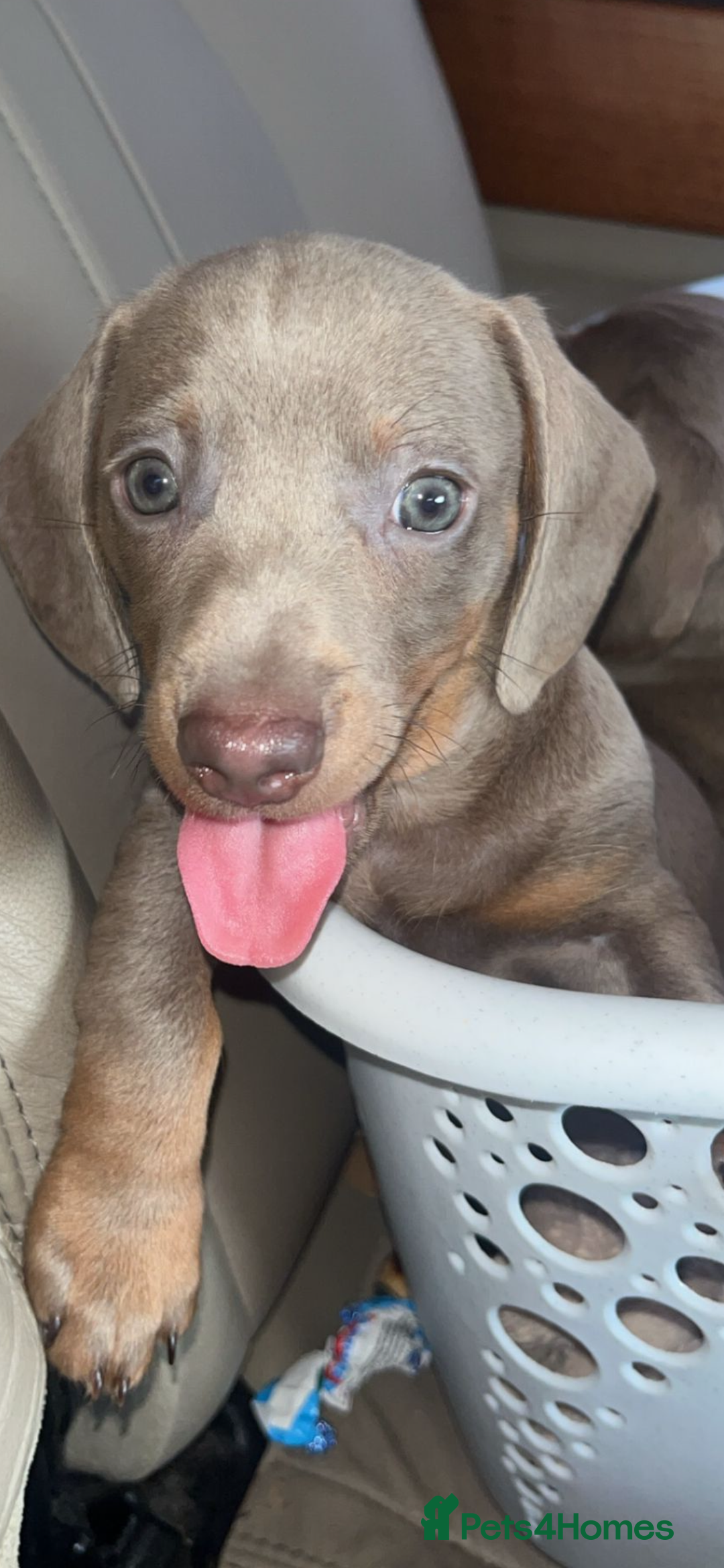 Miniature Dachshund dogs for sale: Miniature dachshund puppies  - Image 4