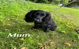 Cockapoo dogs for sale: F1 cockapoo puppies - Image 17