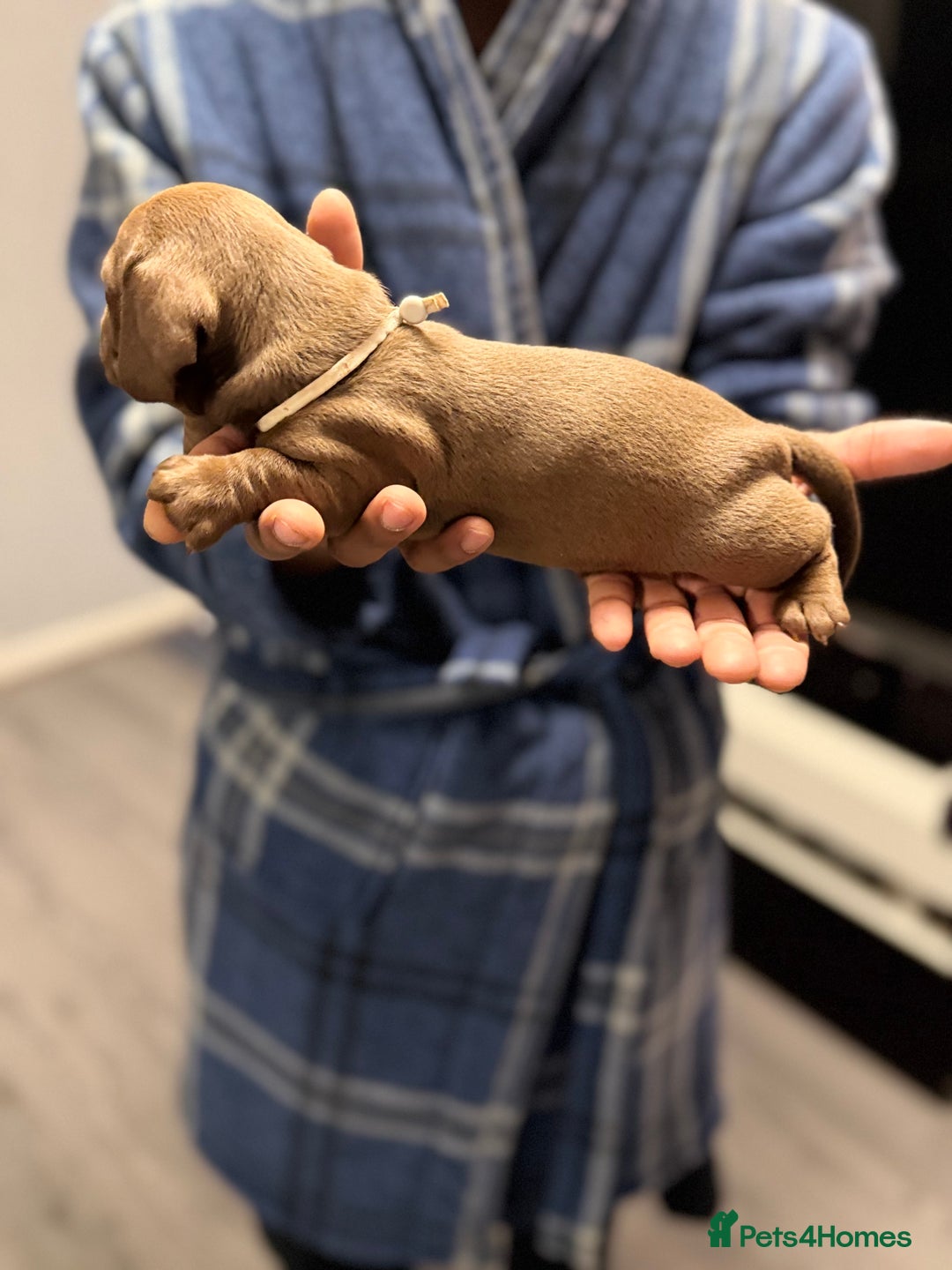 Miniature Dachshund dogs for sale: Miniature dachshunds  - Advert 8