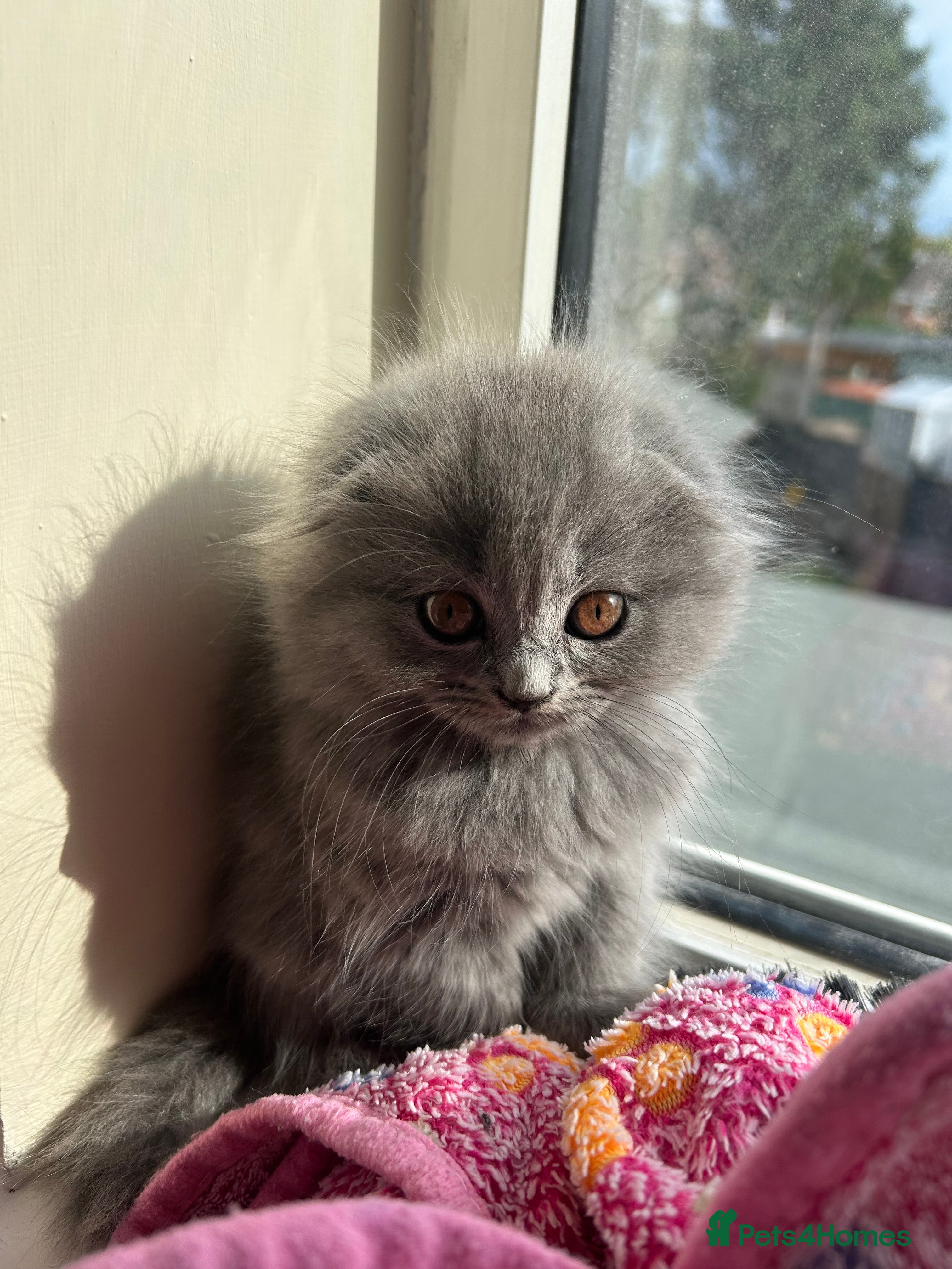 British Shorthair cats LAST LONG HAIR BRITISH SHORTHAIR X SCOTTISH FOLD  - Advert 2