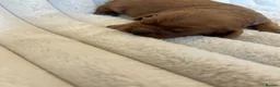 Cavalier King Charles Spaniel dogs for sale: Cavalier King Charles  - Advert 5