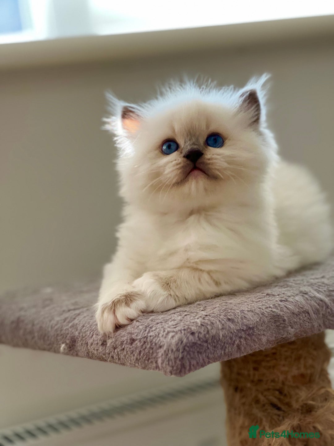 Ragdoll cats for stud: GCCF/TICA GrandChampion Bloodline Ragdoll for Stud in Accrington - Image 7