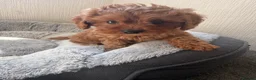 Cavapoo dogs for sale: 🐾 Exquisite F1 Cavapoo Puppies Available 🐾  - Advert 13