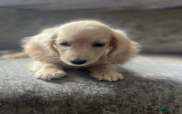 Dachshund dogs for sale: cream KC long haired miniature dachshunds for sale - Image 9