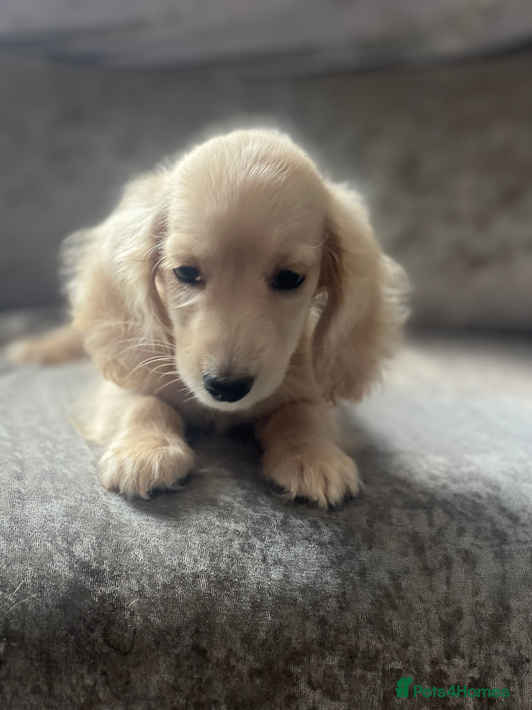 Dachshund dogs for sale: cream KC long haired miniature dachshunds for sale - Image 9