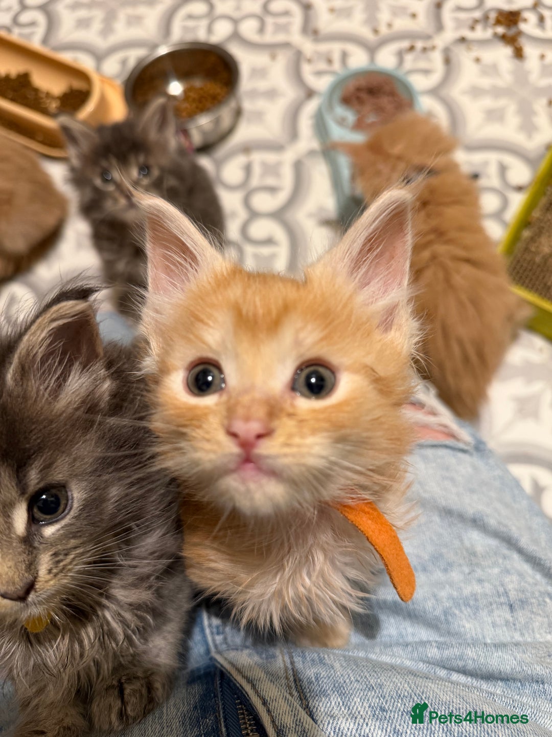 Maine Coon cats for sale: TICA Registered Maine Coon Kittens - Advert 9