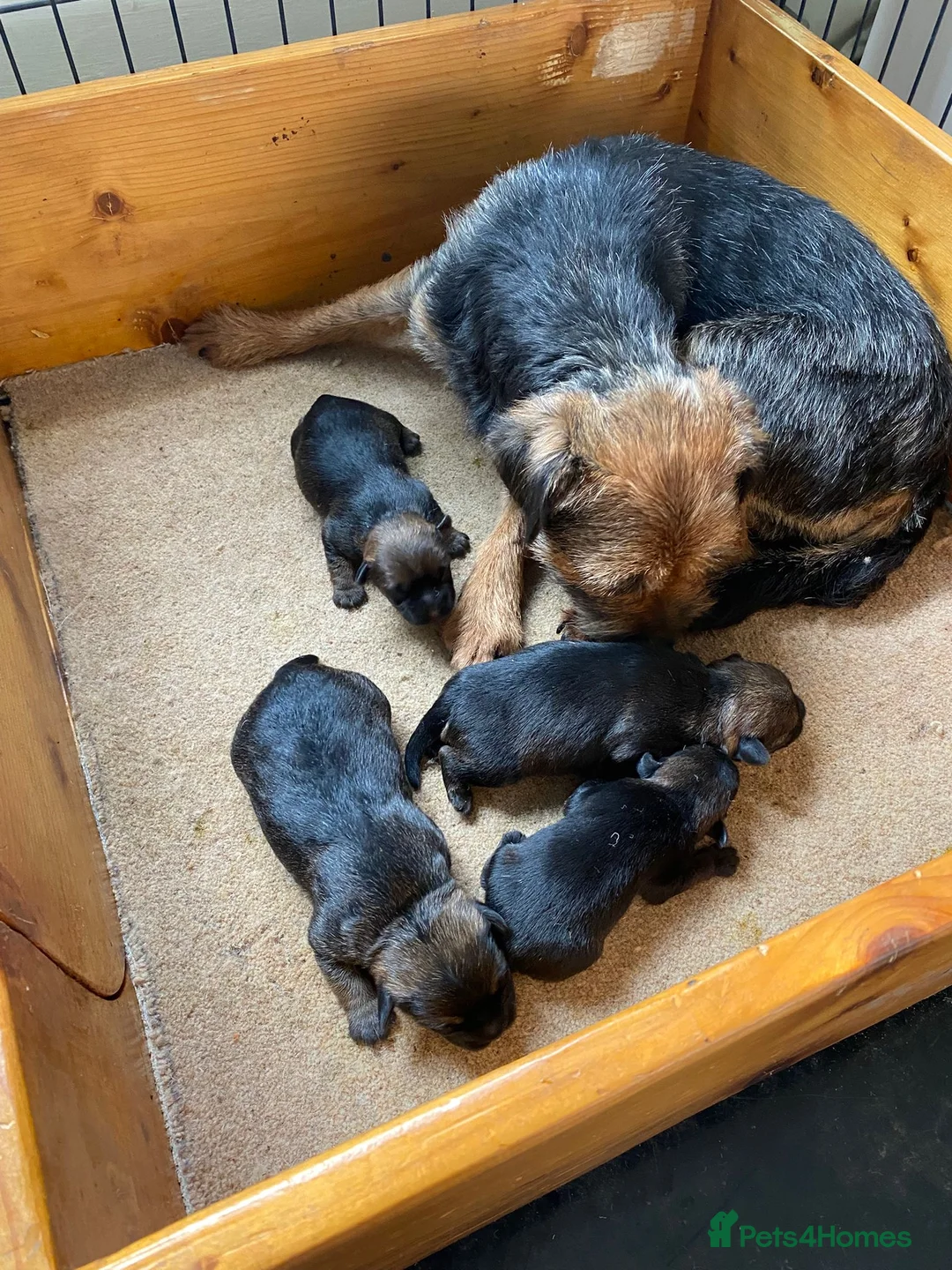 Border Terrier dogs for sale: Stunning litter of Kc Registered Border terriers - Advert 2