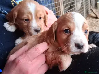 Cocker Spaniel dogs Working cockers in Carluke - Advert 3