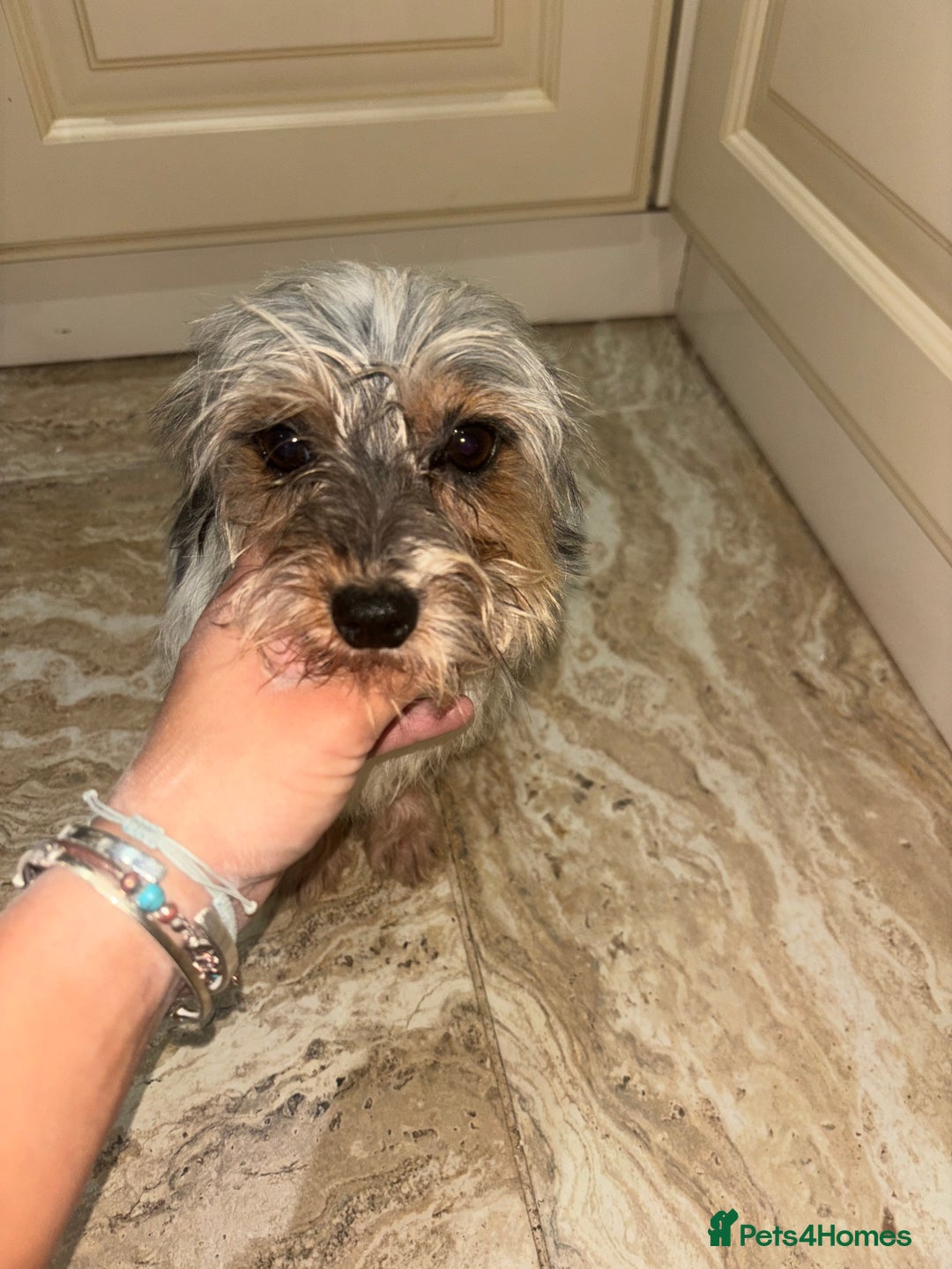 Mixed Breed dogs for sale: Jack Russell X biewer pups - Advert 3