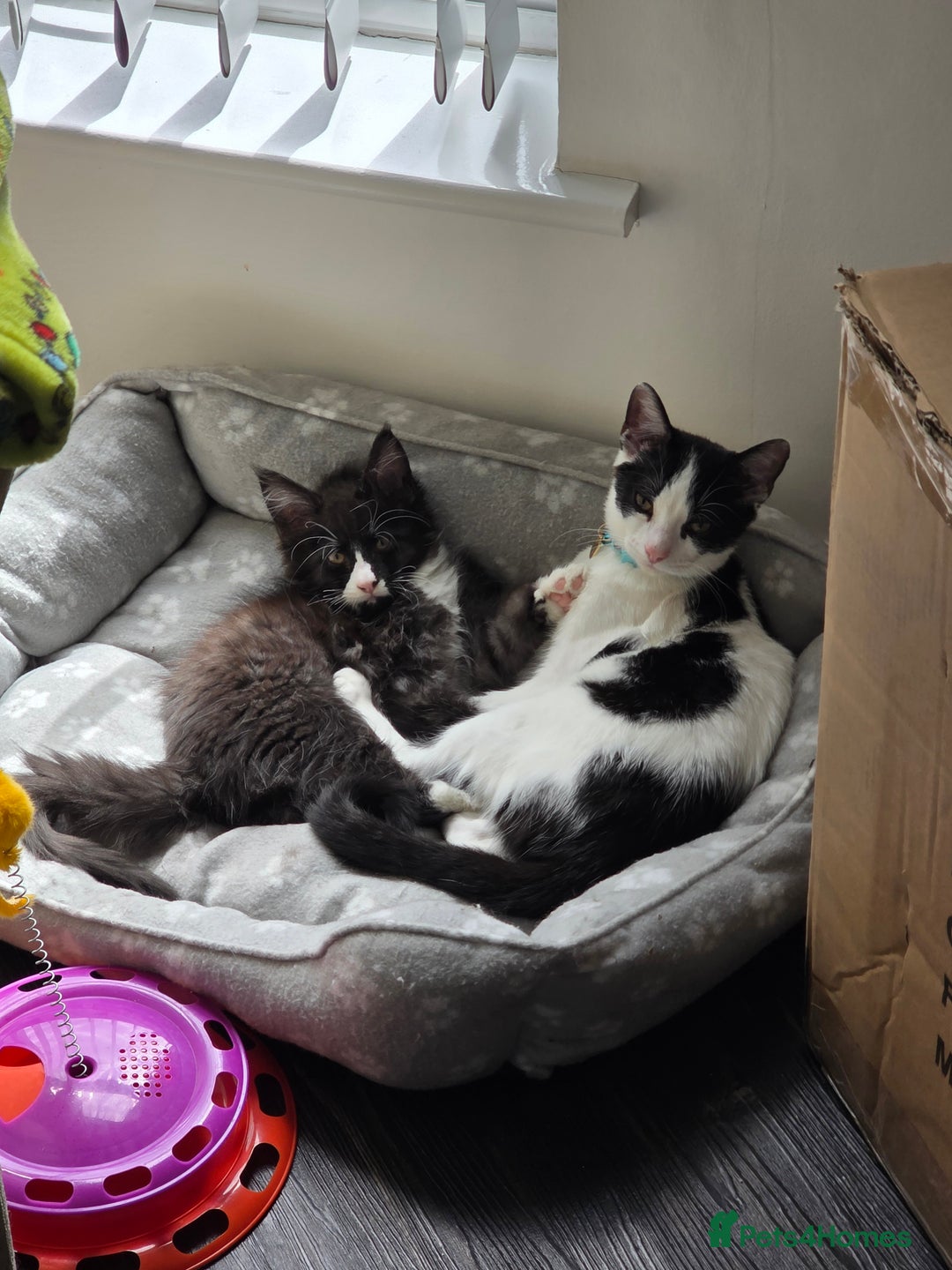 Mixed Breed cats for sale: Stunning maincoon x smudge  - Image 5