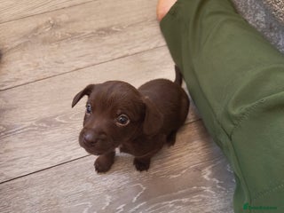 Mixed Breed dogs Cocker x jack Russell - Advert 1