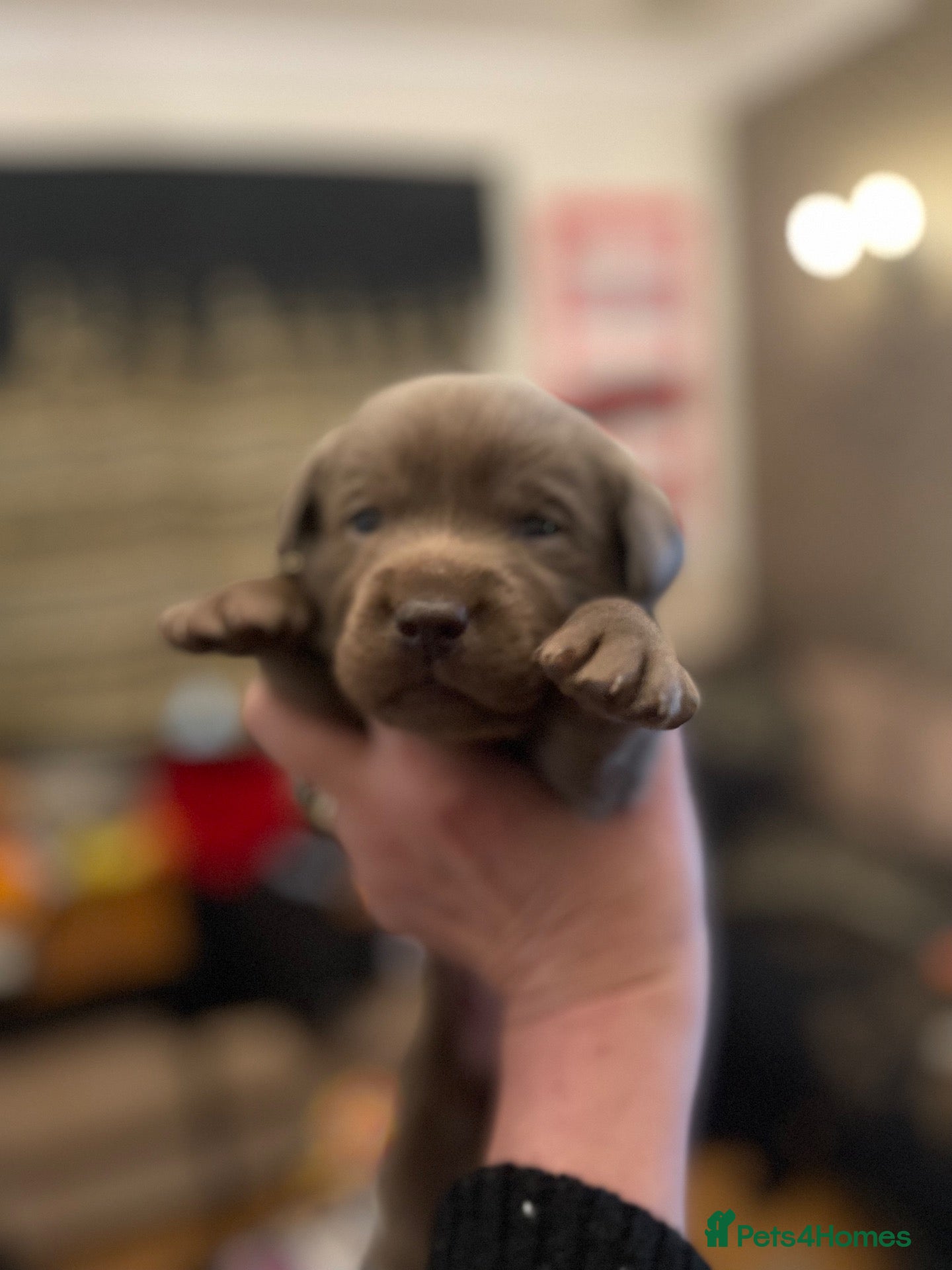 Labrador Retriever dogs Stunning KC Pedigree Silver Labrador Puppies - Advert 1