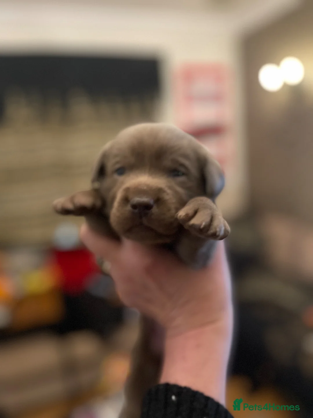 Labrador Retriever dogs for sale: Stunning KC Pedigree Silver Labrador Puppies - Advert 1