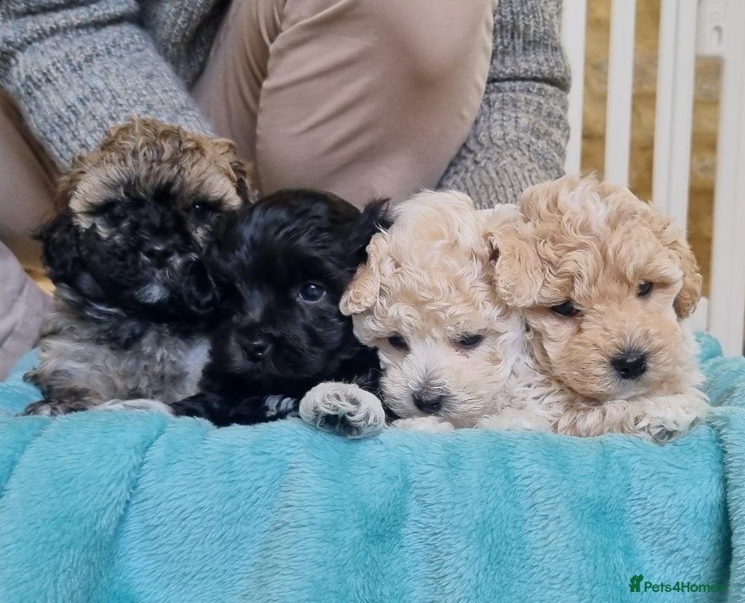 Maltipoo dogs for sale: Rare F2 Toy Maltipoos, DNA Clear + Basic Training - Image 1