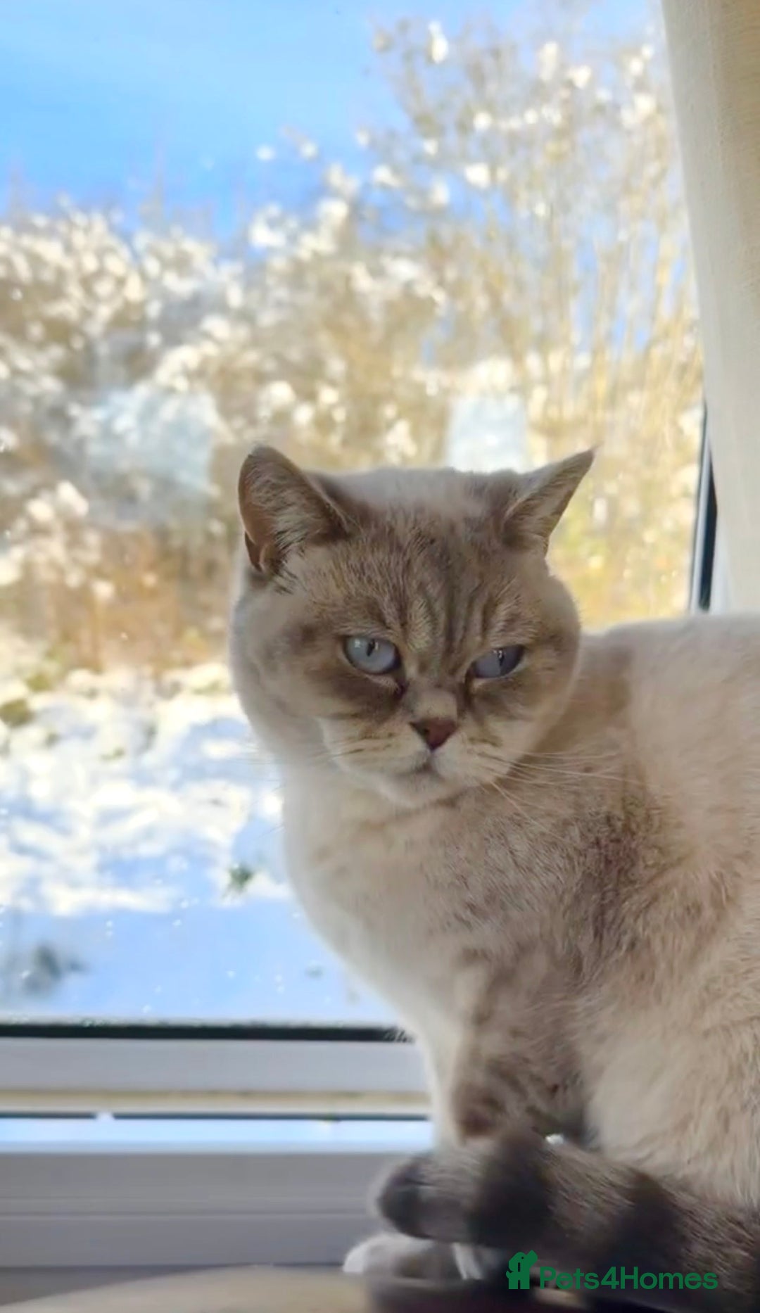 British Shorthair cats for sale: Lilac Point BSH Girl - Advert 2