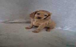 Cockapoo dogs for sale: Cockapoo puppies - Image 15